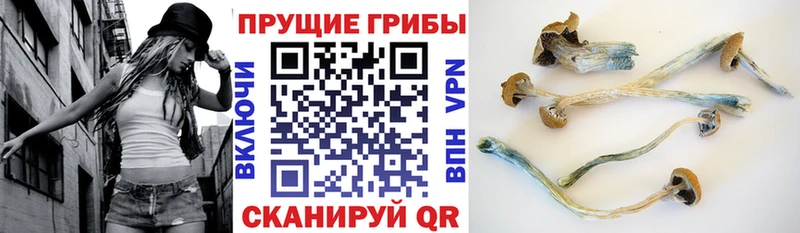 где купить   OMG сайт  Галлюциногенные грибы прущие грибы  Ноябрьск 